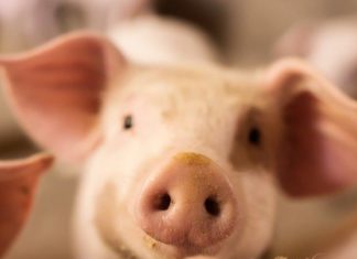 BASF Venture Capital und Evonik Venture Capital investieren in SmartAHC