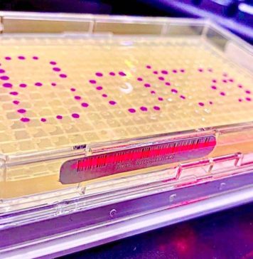 巴斯夫风投投资中国恩和生物