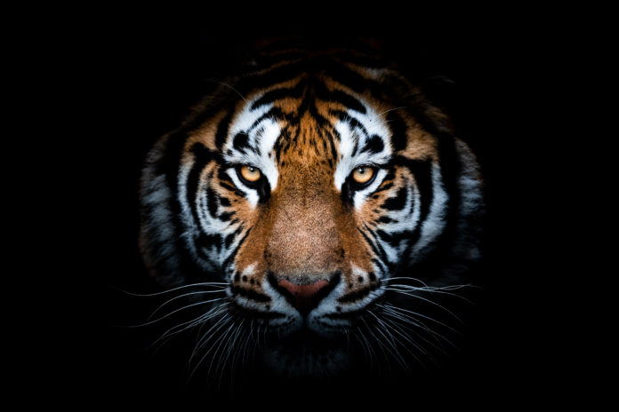 Tigerportrait-auf-schwarzem-Hintergrund
