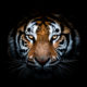 Tigerportrait-auf-schwarzem-Hintergrund