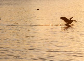 Soft Landing für Chinas Konjunktur